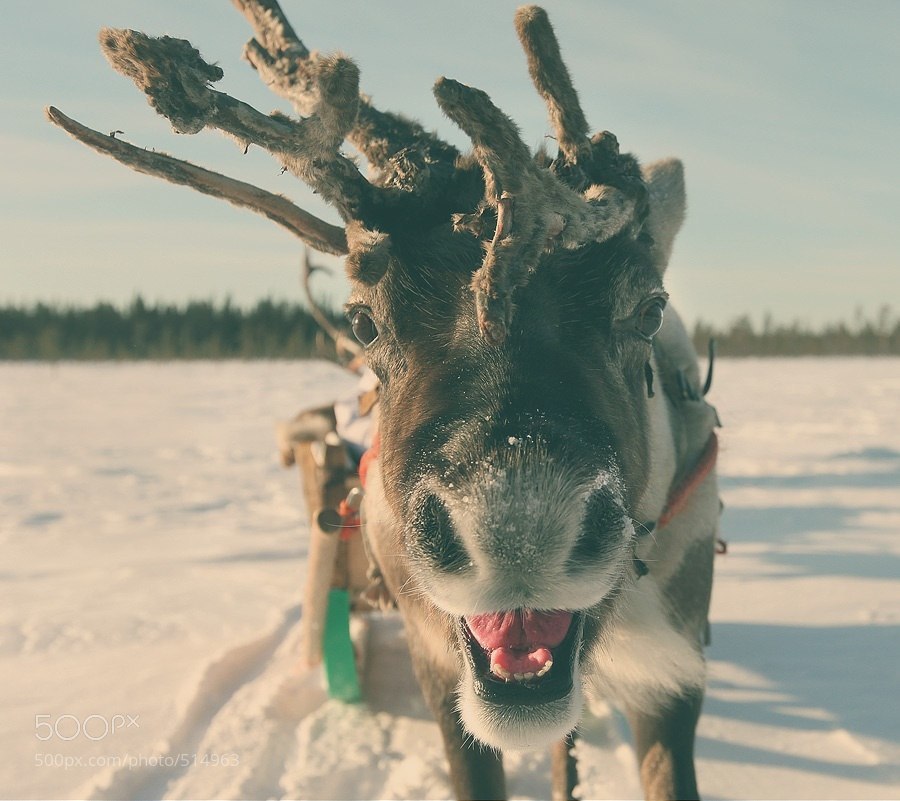 Smiling deer - My, Deer, Smile, Lapland, Winter, Deer