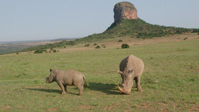 First trip to South Africa. - My, South Africa, Africa, Limpopo, a lion, Rhinoceros, Longpost