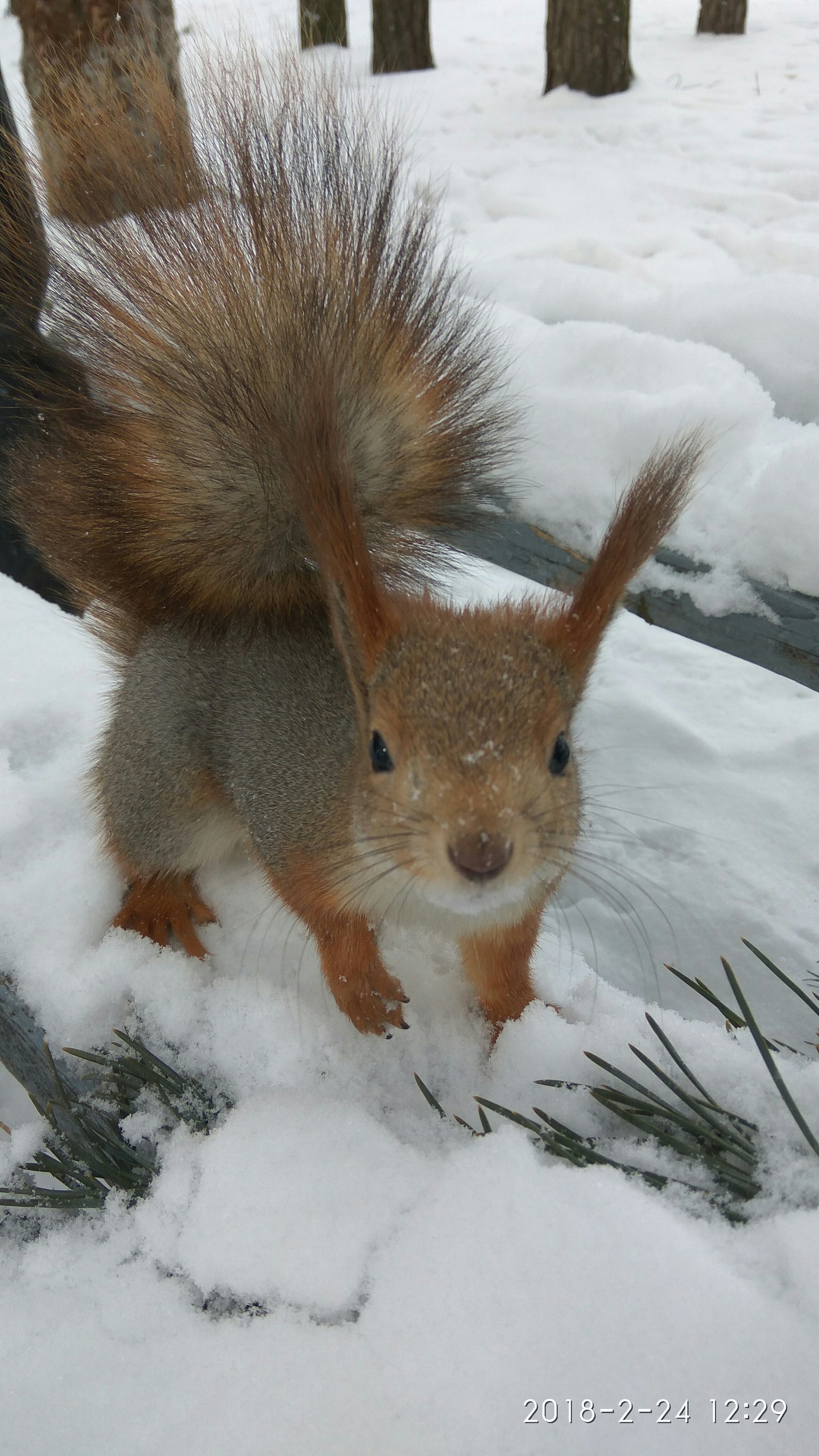 I feed the squirrel - My, Squirrel, Winter, The park, The photo