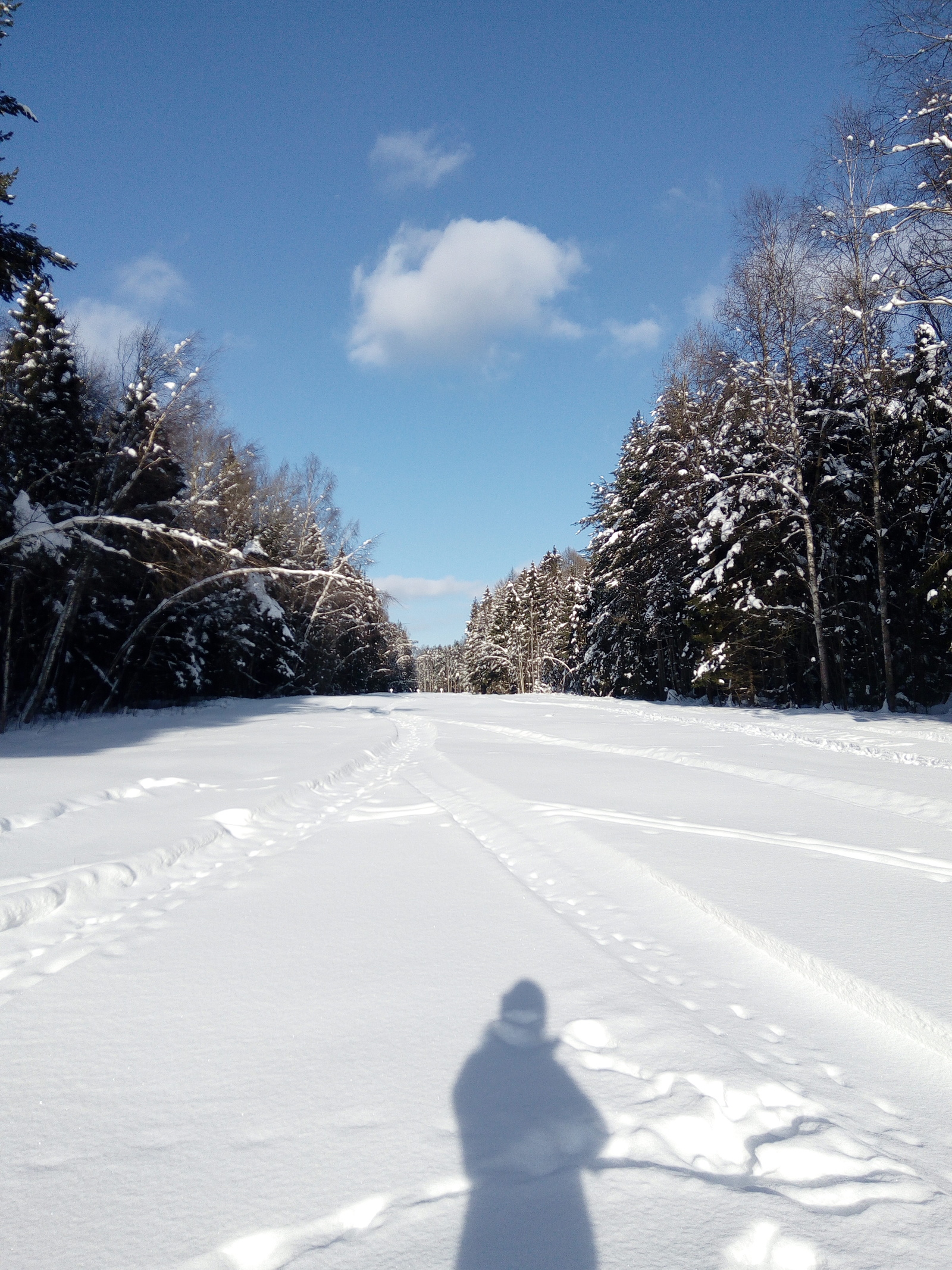 Yesterday (February 23) I went skiing in the forest - My, Skis, Dacha, February 23, Nature, Longpost