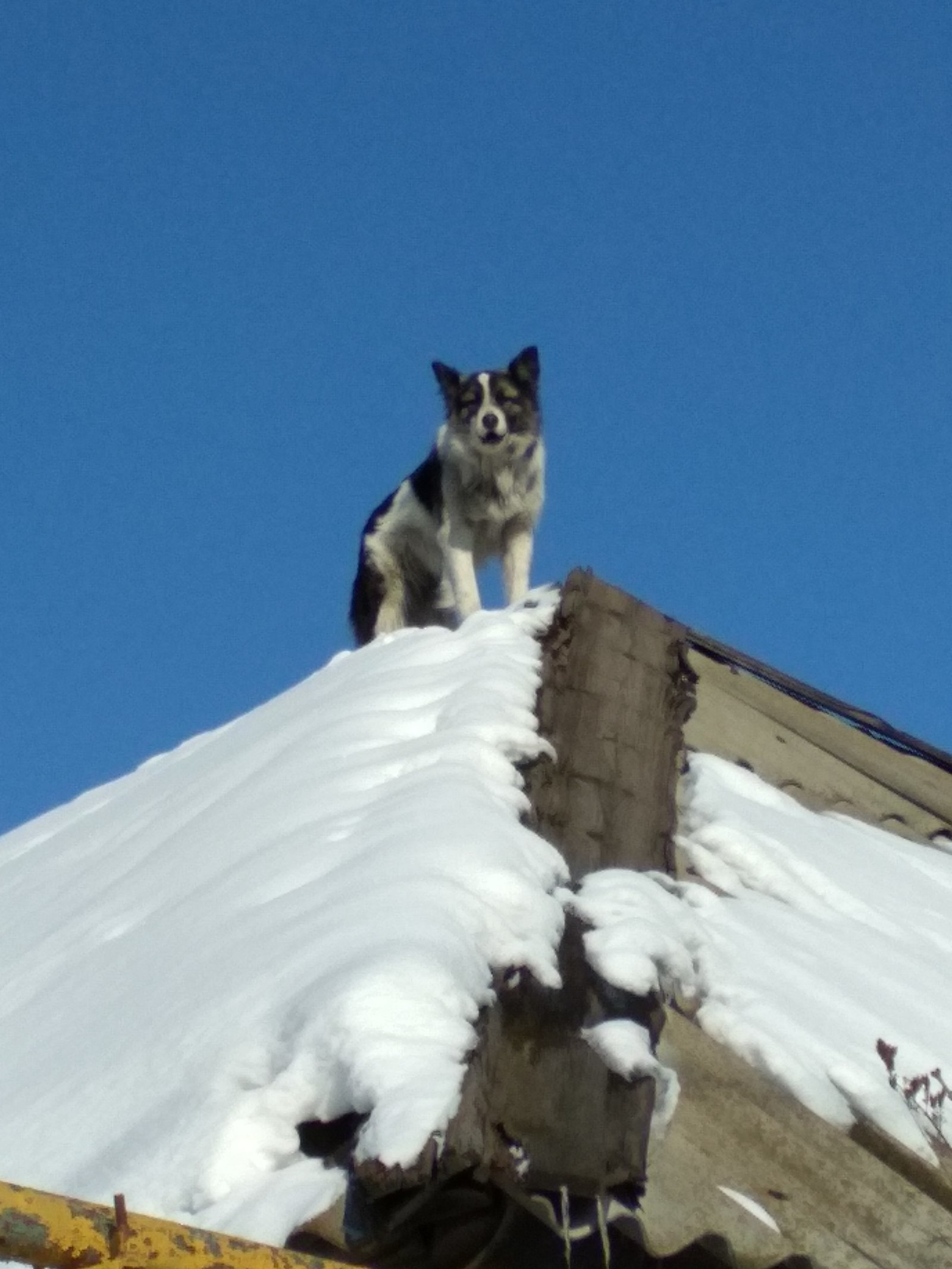 I sit high, I look far away ... - My, Security guard, Winter, Longpost, Dog