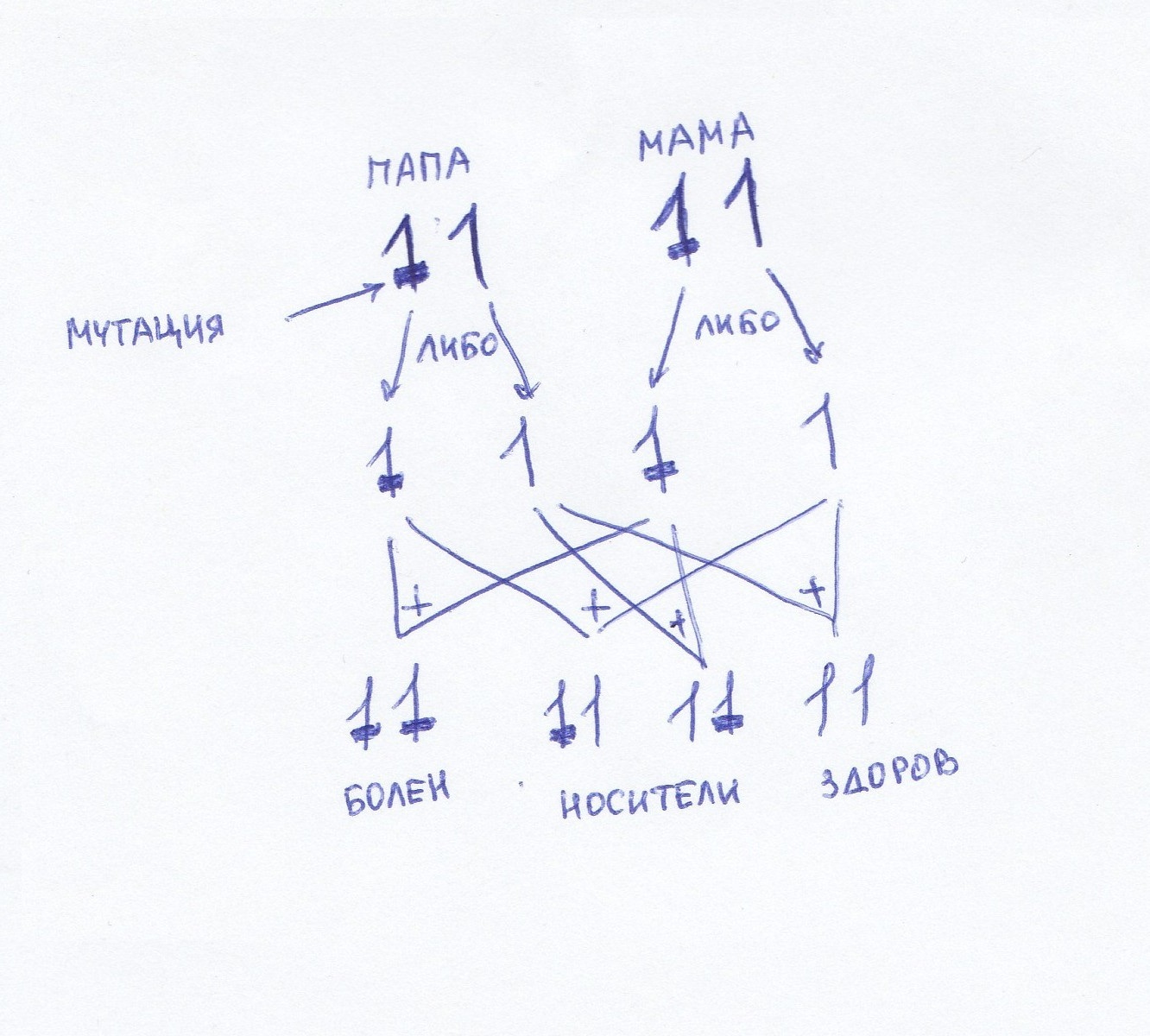 A little about our genetics and diseases. - My, Genetics, , Education, The science, Genome, Longpost, Genetic diseases