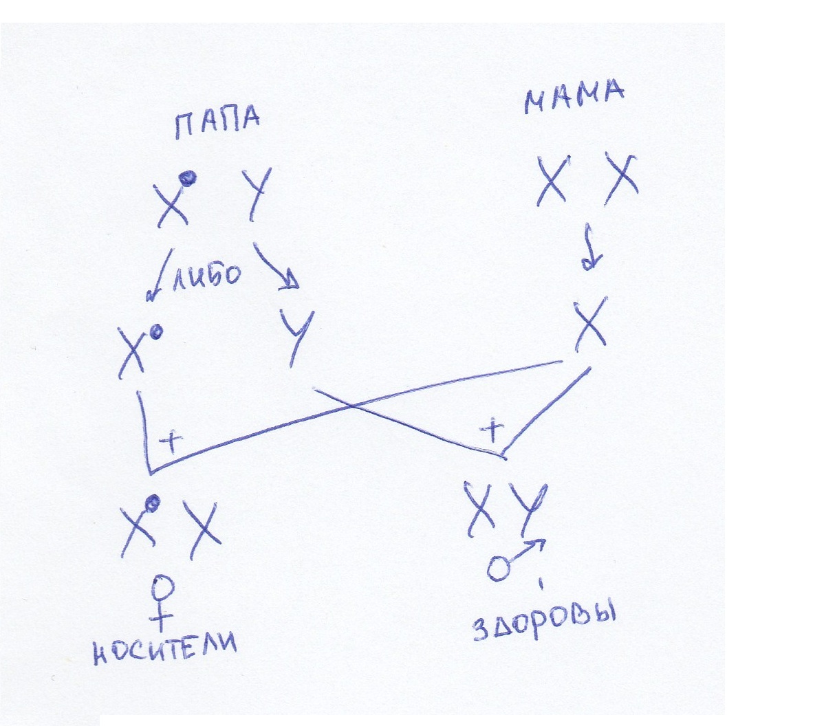 A little about our genetics and diseases. - My, Genetics, , Education, The science, Genome, Longpost, Genetic diseases