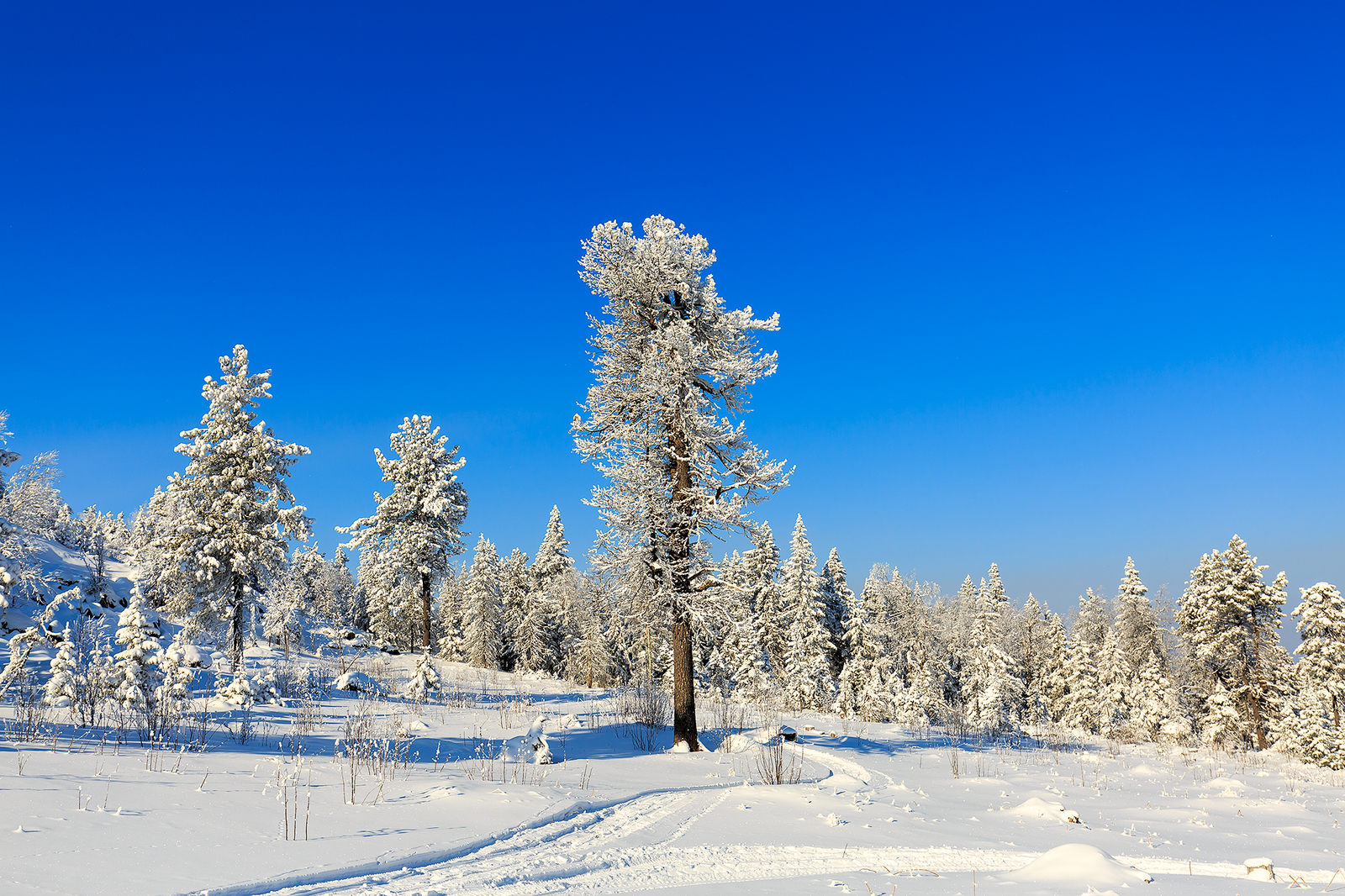 Weekend walk. - My, , , Kachkanar, Ural, Winter, Walk in the woods, Longpost