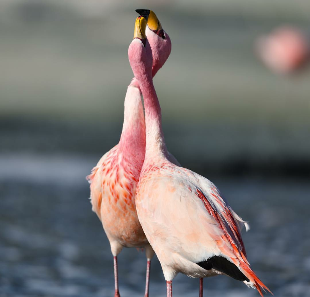 Flamingo mating dance - Flamingo, Dancing