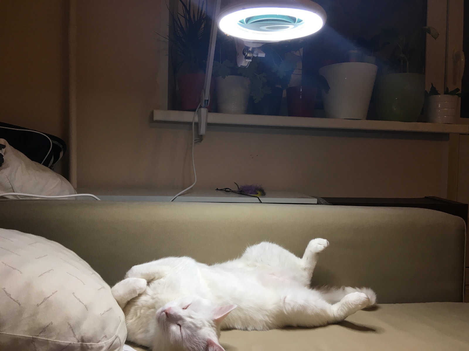 My cat thinks it's a tanning lamp - My, cat, Johnny, Лампа, Tan, Relaxation, Relax, Longpost