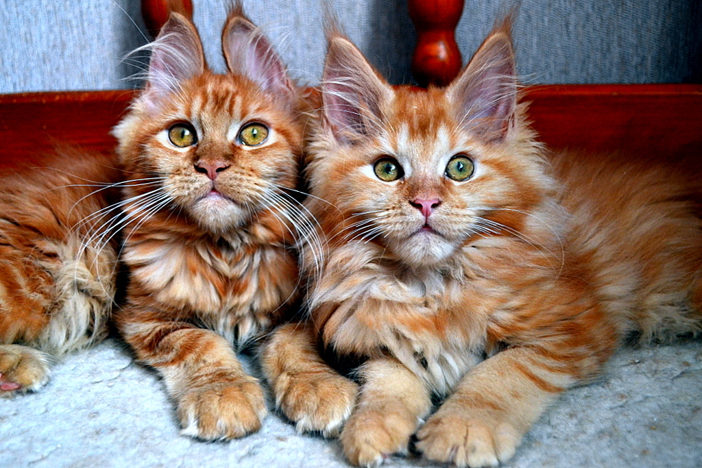 Our kids! Redheads! Maine Coon kittens! Photoshoot! - My, cat, Maine Coon, Pet, My, Longpost, Pets