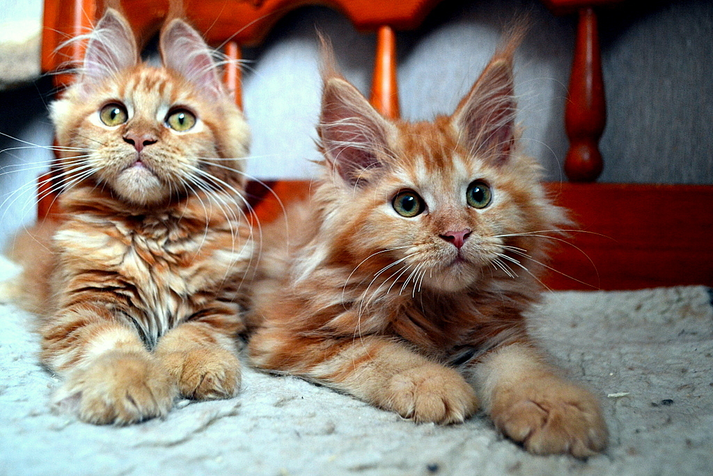 Our kids! Redheads! Maine Coon kittens! Photoshoot! - My, cat, Maine Coon, Pet, My, Longpost, Pets