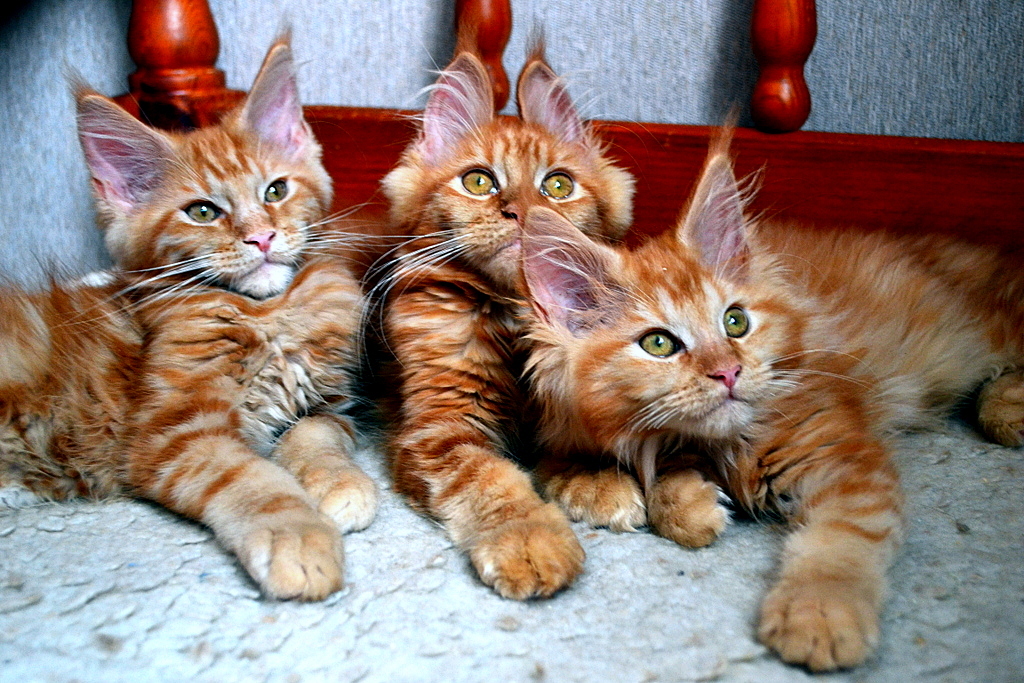 Our kids! Redheads! Maine Coon kittens! Photoshoot! - My, cat, Maine Coon, Pet, My, Longpost, Pets