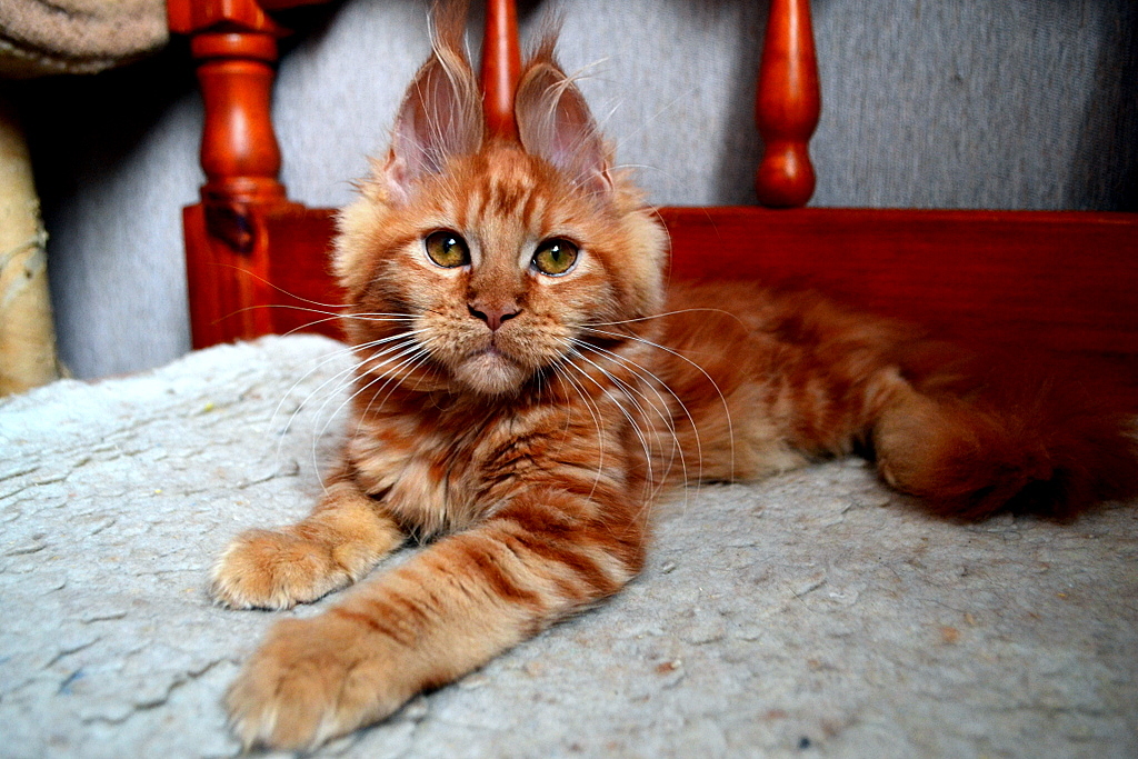 Our kids! Redheads! Maine Coon kittens! Photoshoot! - My, cat, Maine Coon, Pet, My, Longpost, Pets