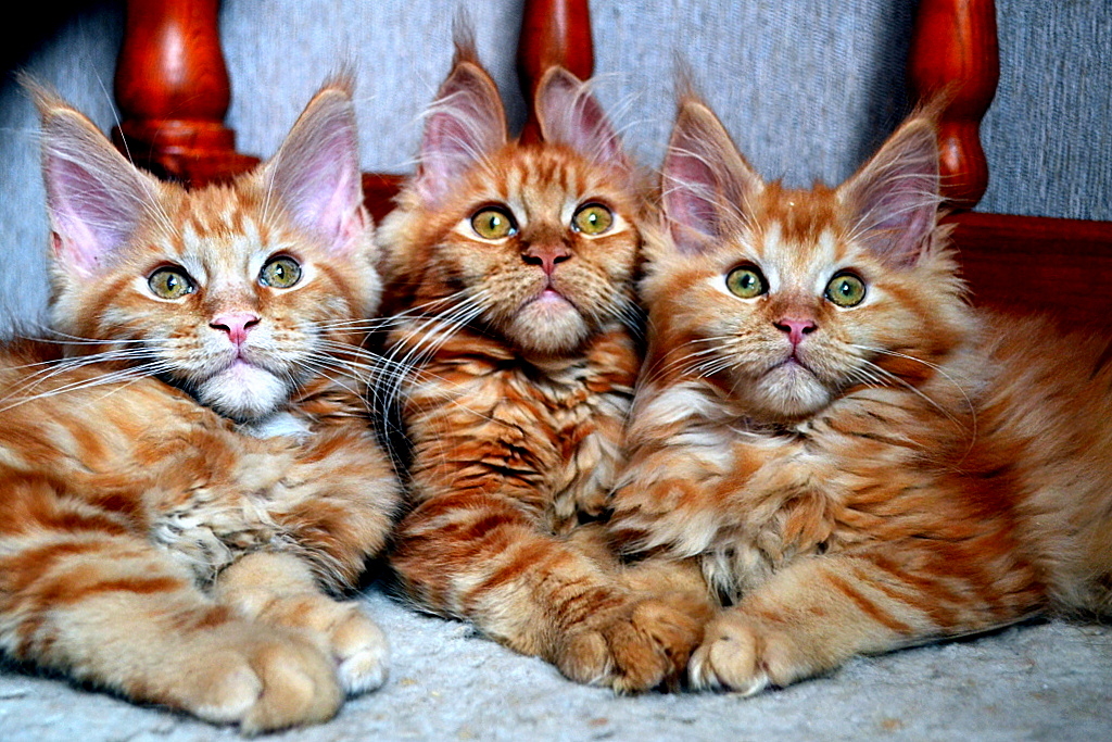 Our kids! Redheads! Maine Coon kittens! Photoshoot! - My, cat, Maine Coon, Pet, My, Longpost, Pets