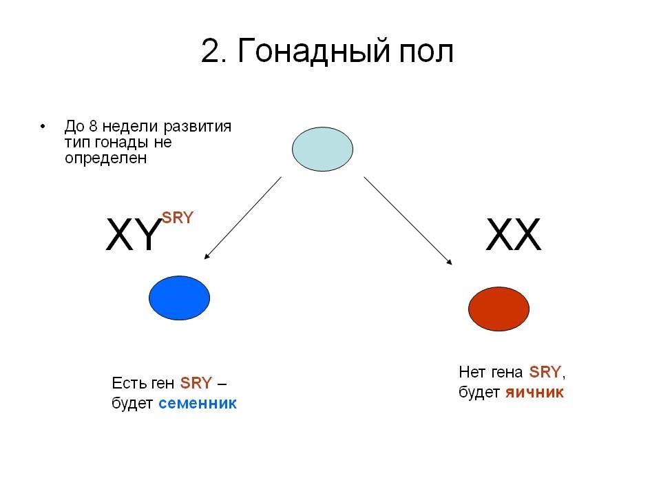 Ген пола. Этапы формирования признаков пола у человека. Схема формирования пола у человека. Гонадный пол. Формирование гонадного пола.