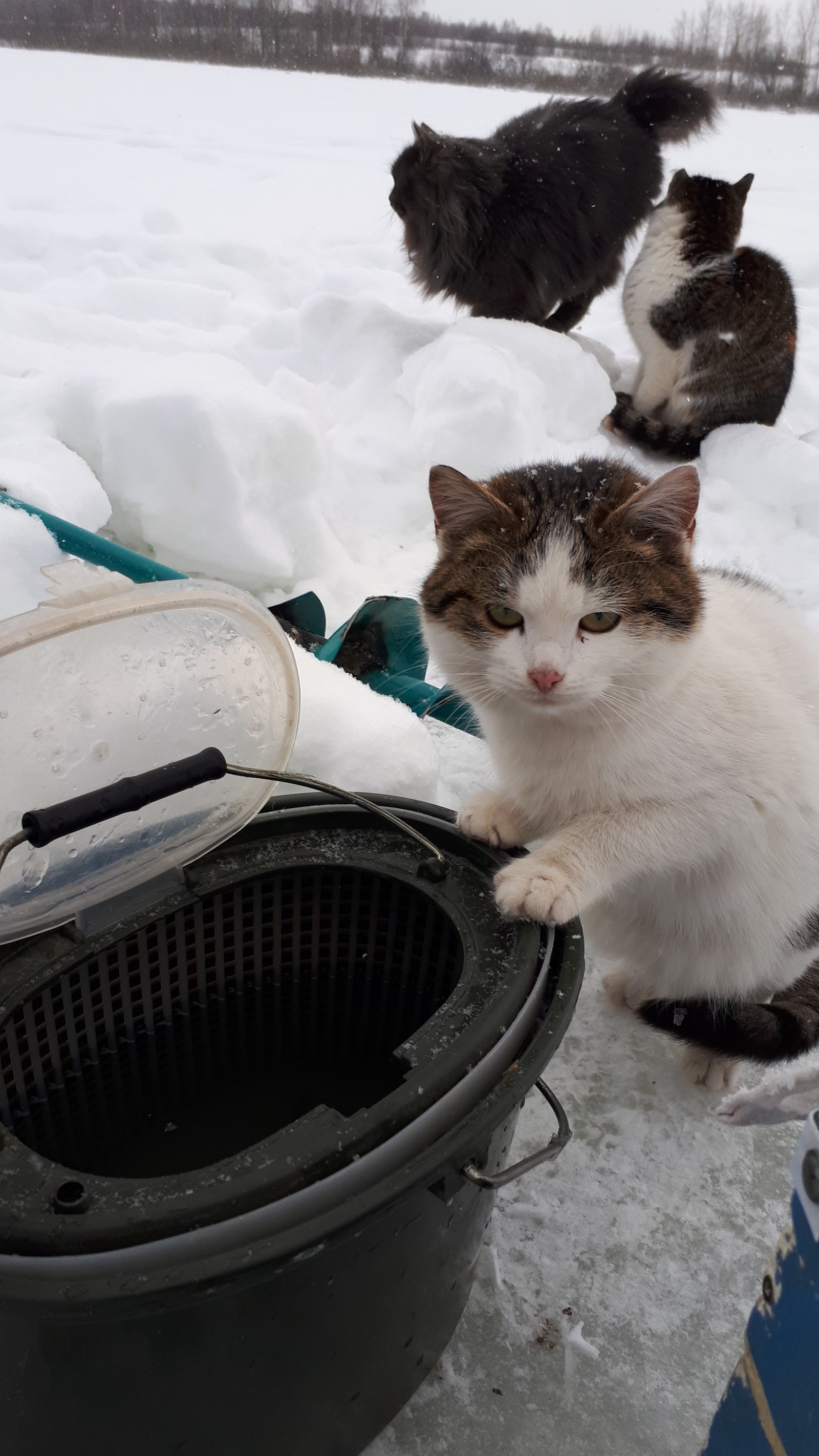 furry bandits - The photo, cat, Longpost, My, Fishing, Hunger, Cold, My