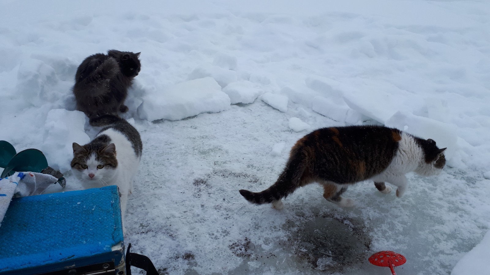 furry bandits - The photo, cat, Longpost, My, Fishing, Hunger, Cold, My