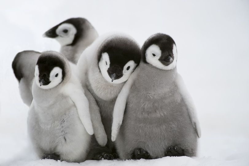 пушистые пингвины