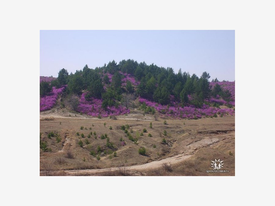 How not to collect wild rosemary - My, Bagulnik, The border, Border guards