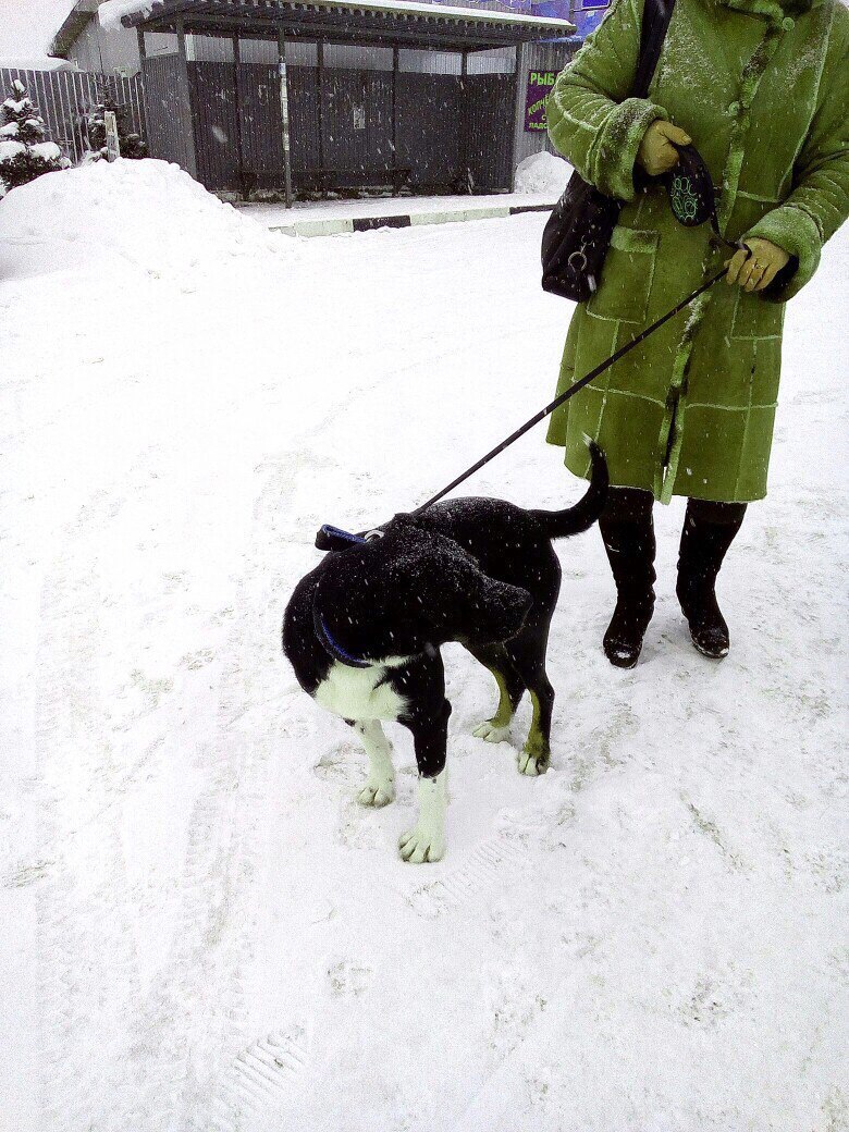 Found a dog, peekaboo help - My, Leningrad region, Vsevolozhsk, Dog, Lost, Longpost, Help, No rating, Found a dog