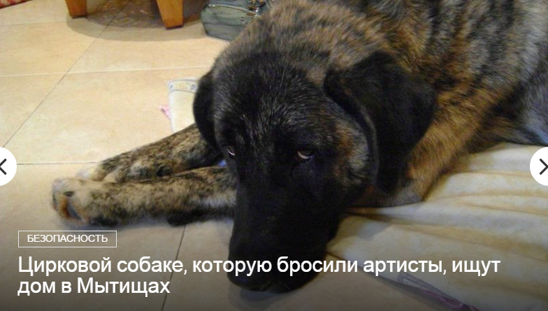 A circus dog abandoned by performers is looking for a home - Animals, Dog, Circus, No rating, Help, In good hands, Подмосковье