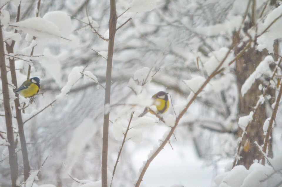 Birds or never translate the word titmouse into English. - My, Wild ducks, Birds, Tit, Boobs, Longpost