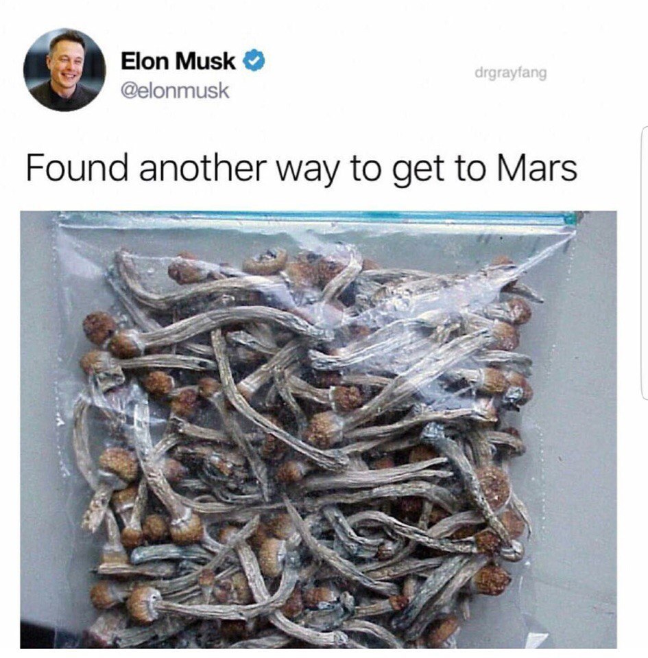 And I want to go to Mars, and see the carpet .. - Mars, Mushrooms, Elon Musk, Screenshot