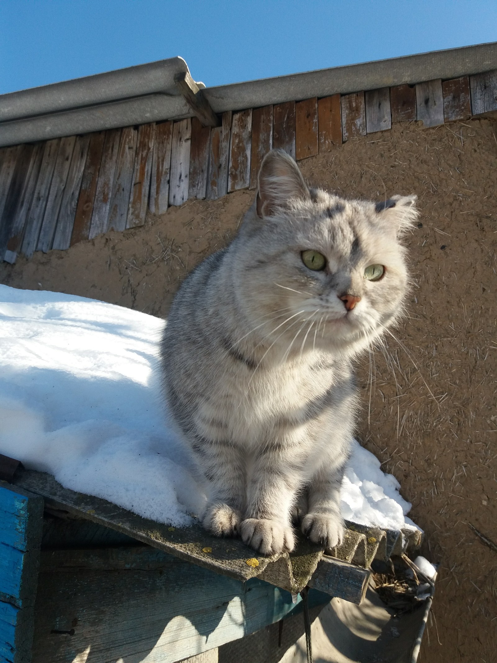 So, what do we have in the yard?! Is this spring? - My, cat, Catomafia, Spring, March, , Weather