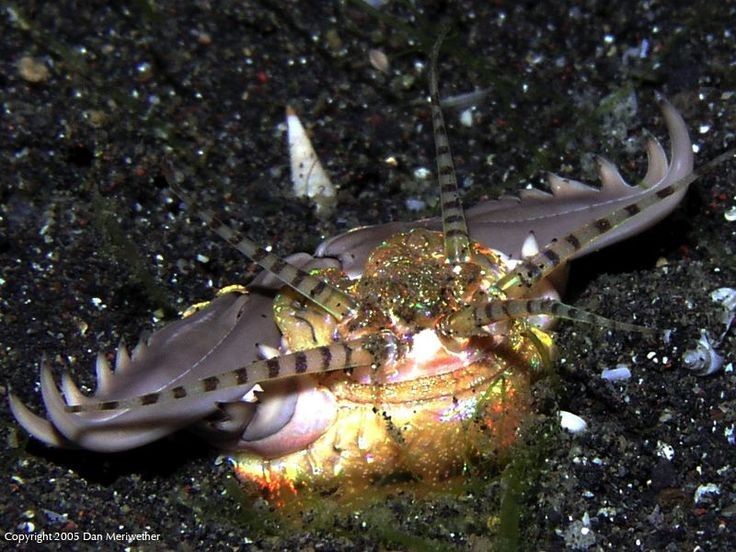 Eunice aphroditois - Worm, Sea worm, Jaws, Ocean, Video