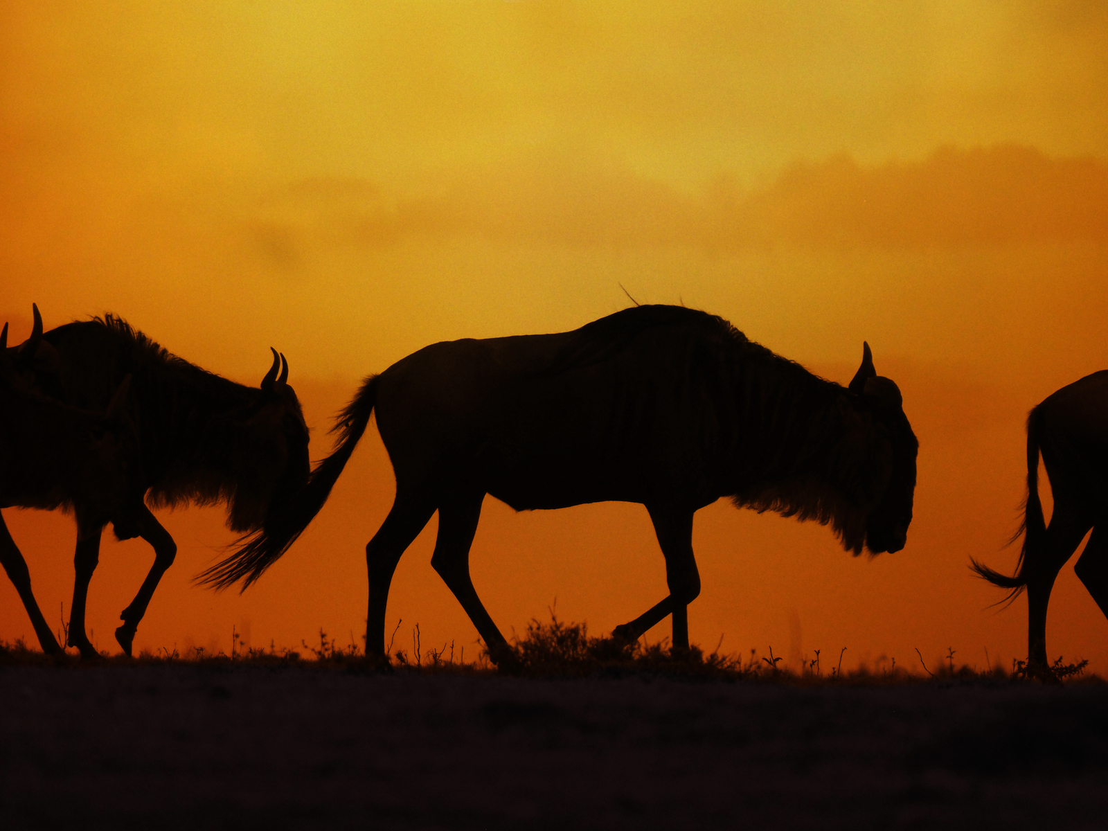 Masai Mara - My, Kenya, Africa, Masai Mara, , Savannah, Longpost, Tribes