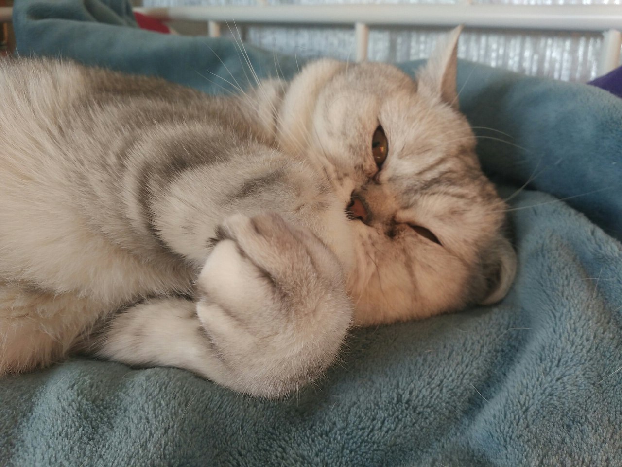 sleepy bun - My, cat, Kshatriya, Catomafia, Pets, Dream, Longpost