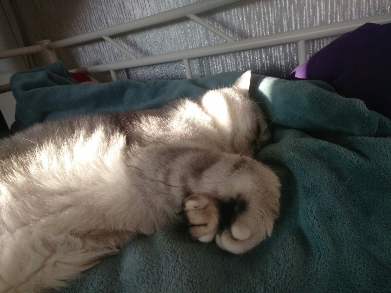 sleepy bun - My, cat, Kshatriya, Catomafia, Pets, Dream, Longpost