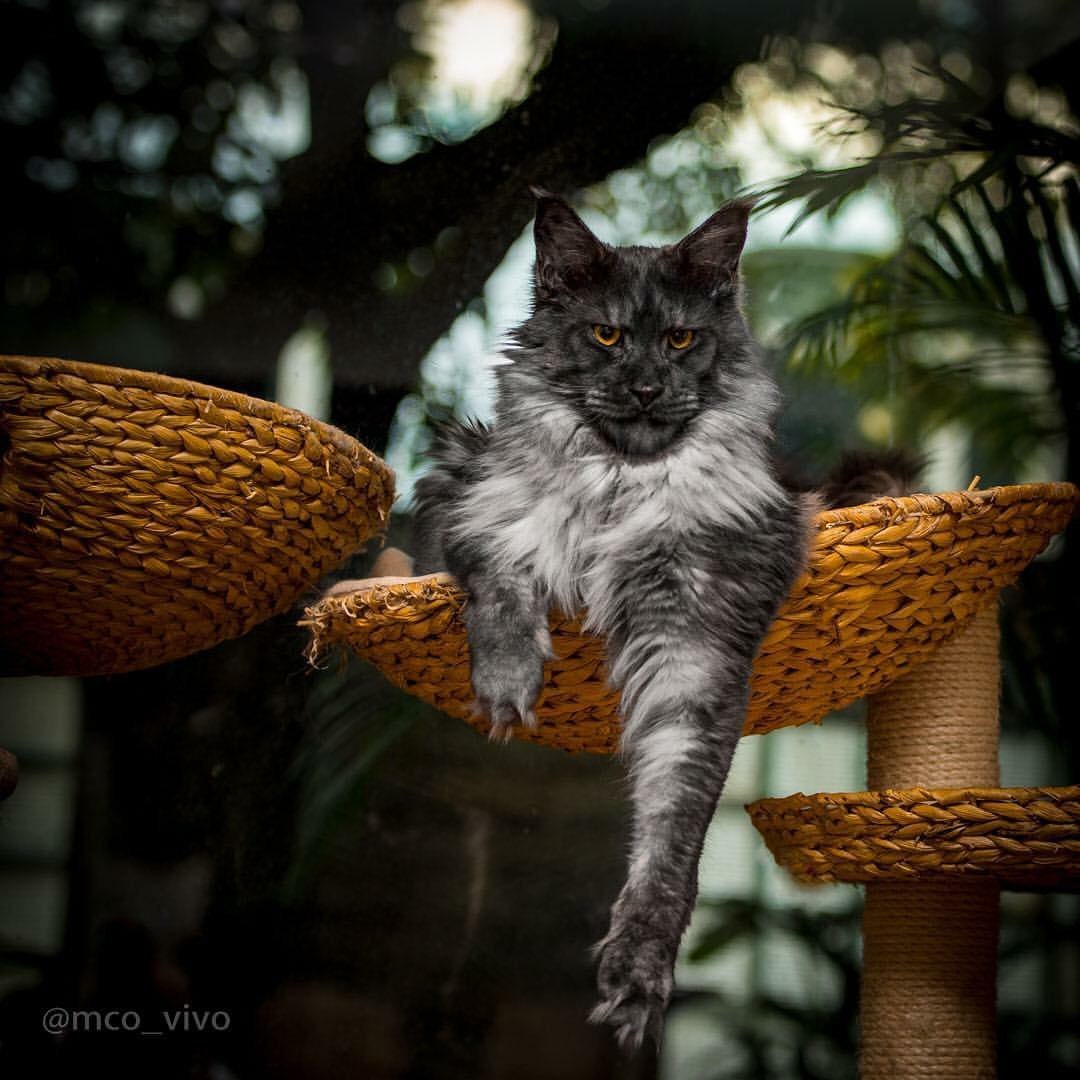 Кот в доме хозяин. - Кот, Суровость, Домашние животные, Животные, Фотография