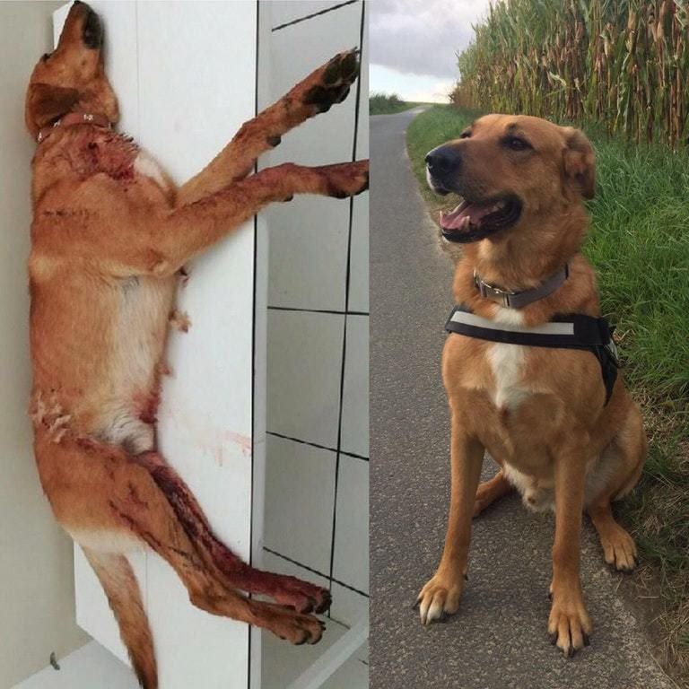 15 photos of animals before and after they found their home and loving owners - Animal Rescue, The photo, Longpost, Dog, cat