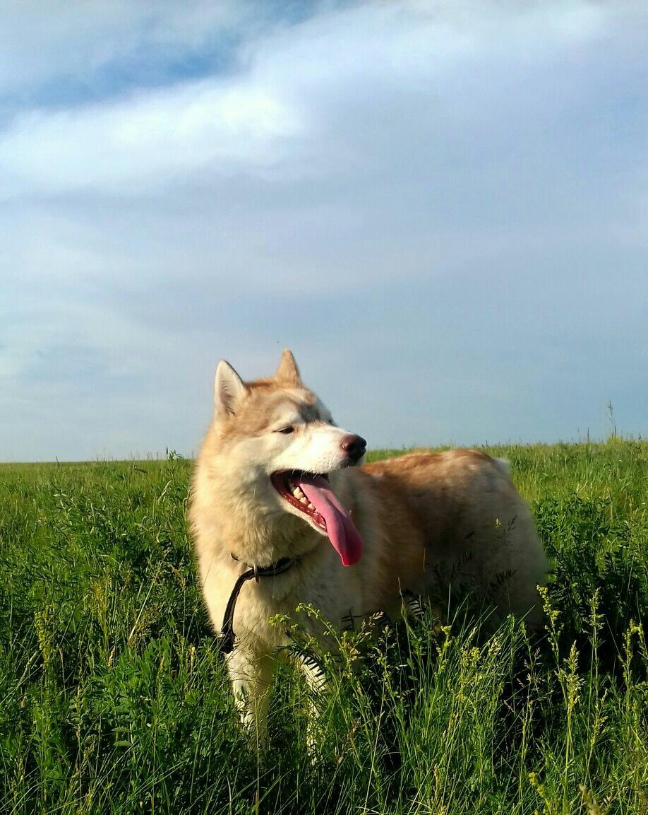 Siberian Husky - Yakutian Laika - My, Dog, Siberian Husky, Husky, Yakut Laika, , Dog breeds, Dogs and people, Longpost