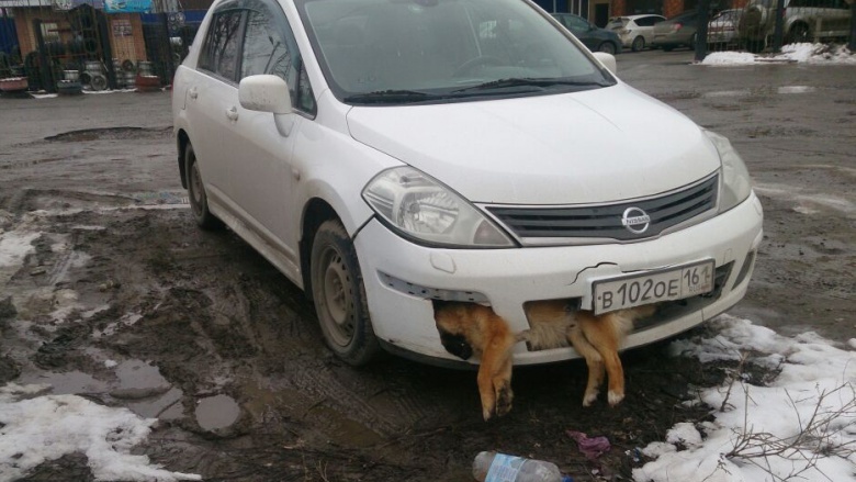 With a corpse in the bumper - Bumper, Auto, Dog