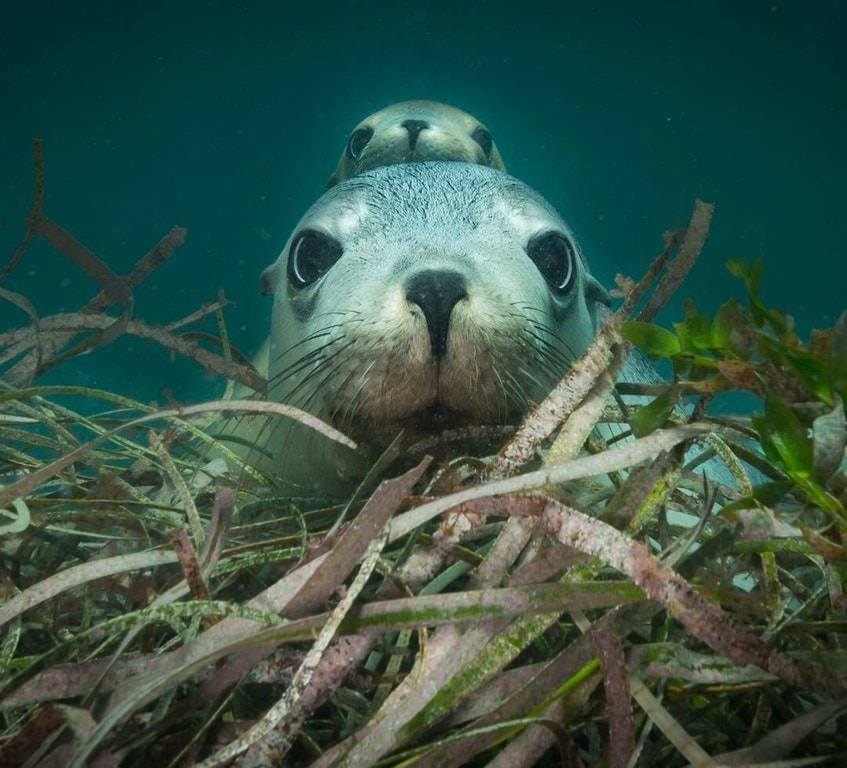 A female Australian sea lion and her cub. - Reddit, Sea lion, The photo, Milota, Animals