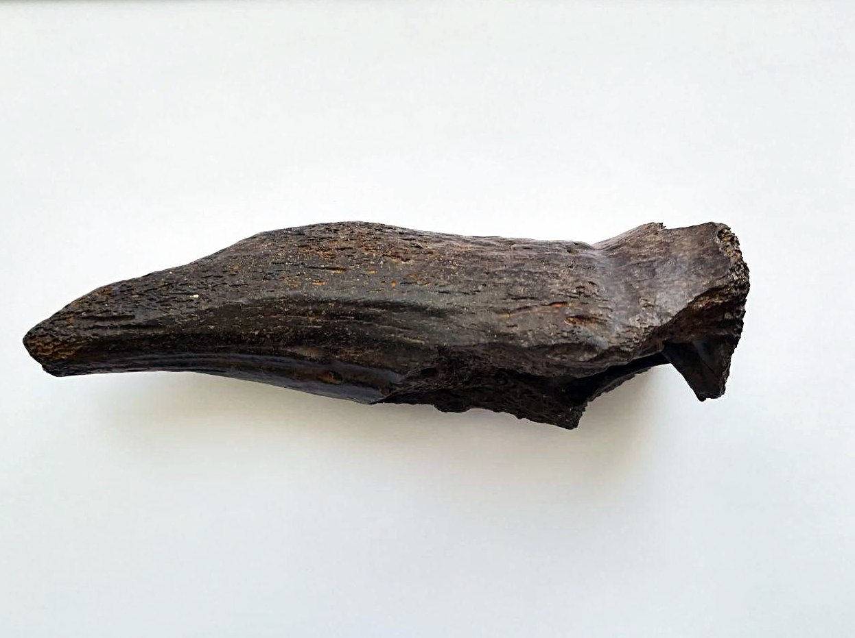 In the north of the Omsk region found the jaw of a lion and the horn of a strange animal - Find, Prehistoric animals, Omsk, Longpost, Paleontology, Mammoth, Woolly rhinoceros