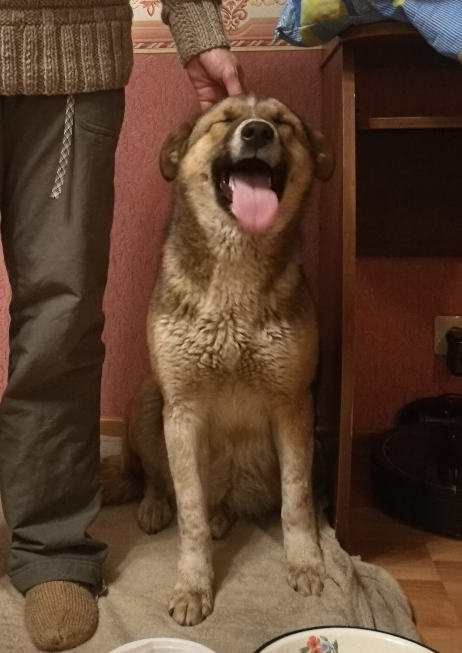 A dog rescued from a gas station in the cold is looking for a home or overexposure. - My, Dog, Found a dog, In good hands, Help, Longpost, Moscow, Moscow region, No rating, Helping animals