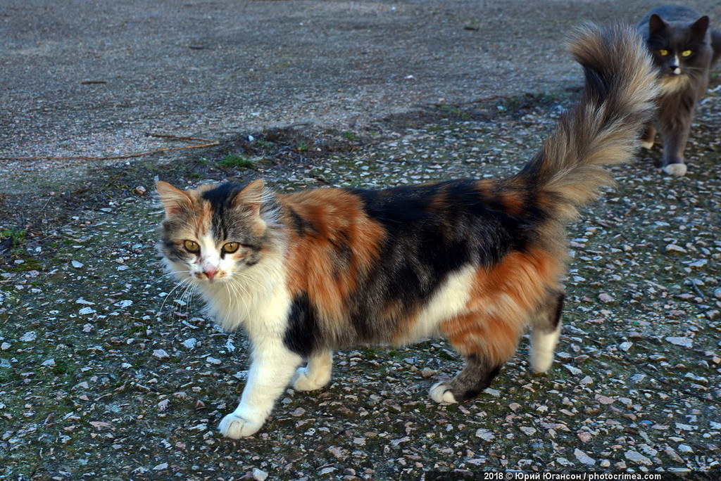 Cats of Crimea and Sevastopol - cat, Crimea, Sevastopol, , Not mine, Longpost