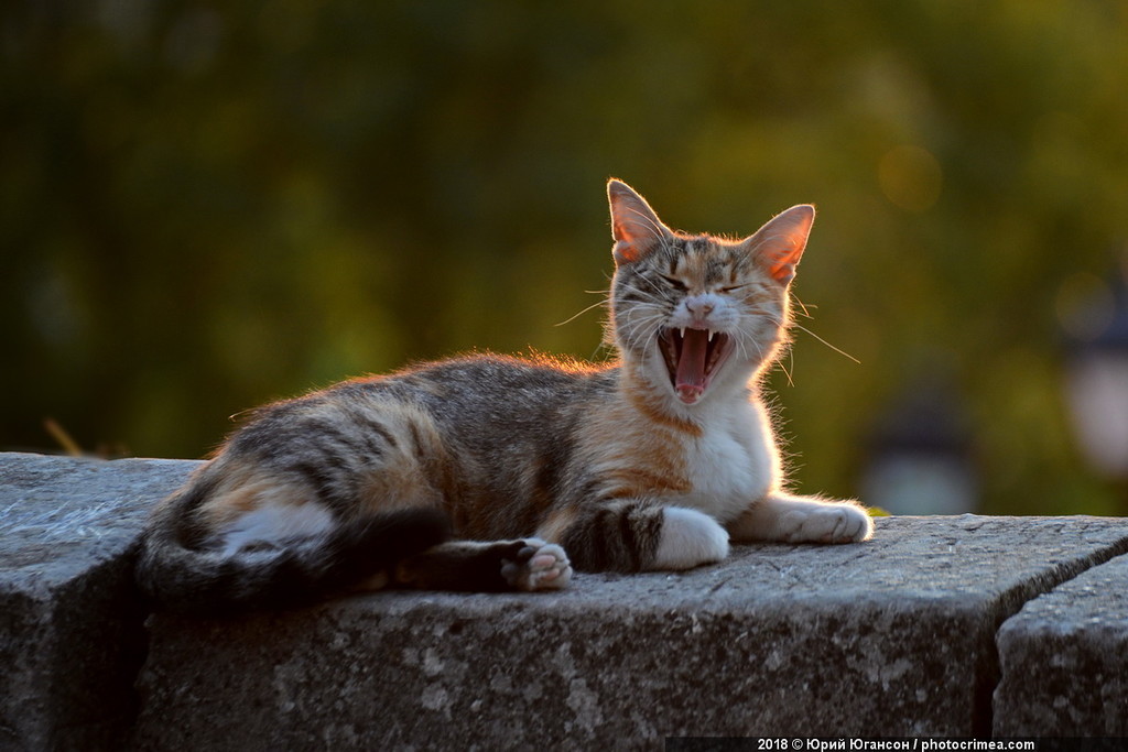 Cats of Crimea and Sevastopol - cat, Crimea, Sevastopol, , Not mine, Longpost