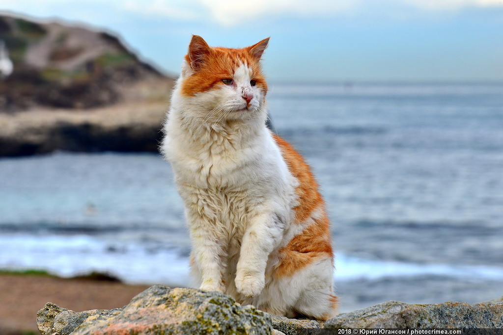 Cats of Crimea and Sevastopol - cat, Crimea, Sevastopol, , Not mine, Longpost