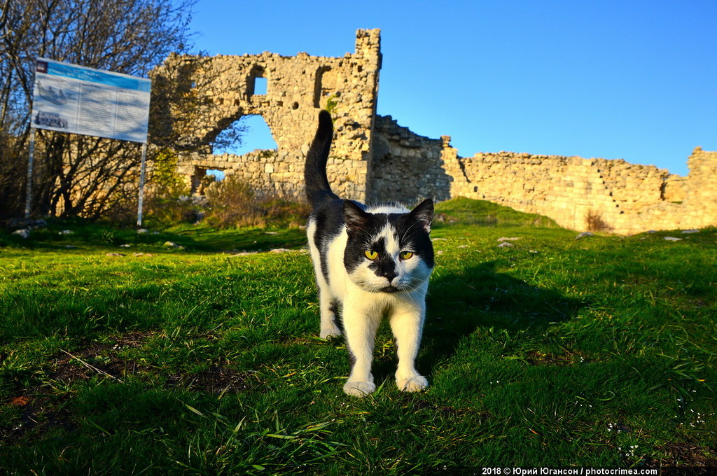 Cats of Crimea and Sevastopol - cat, Crimea, Sevastopol, , Not mine, Longpost