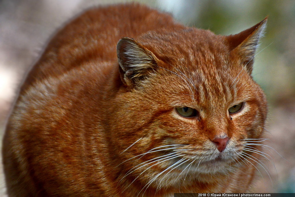 Cats of Crimea and Sevastopol - cat, Crimea, Sevastopol, , Not mine, Longpost