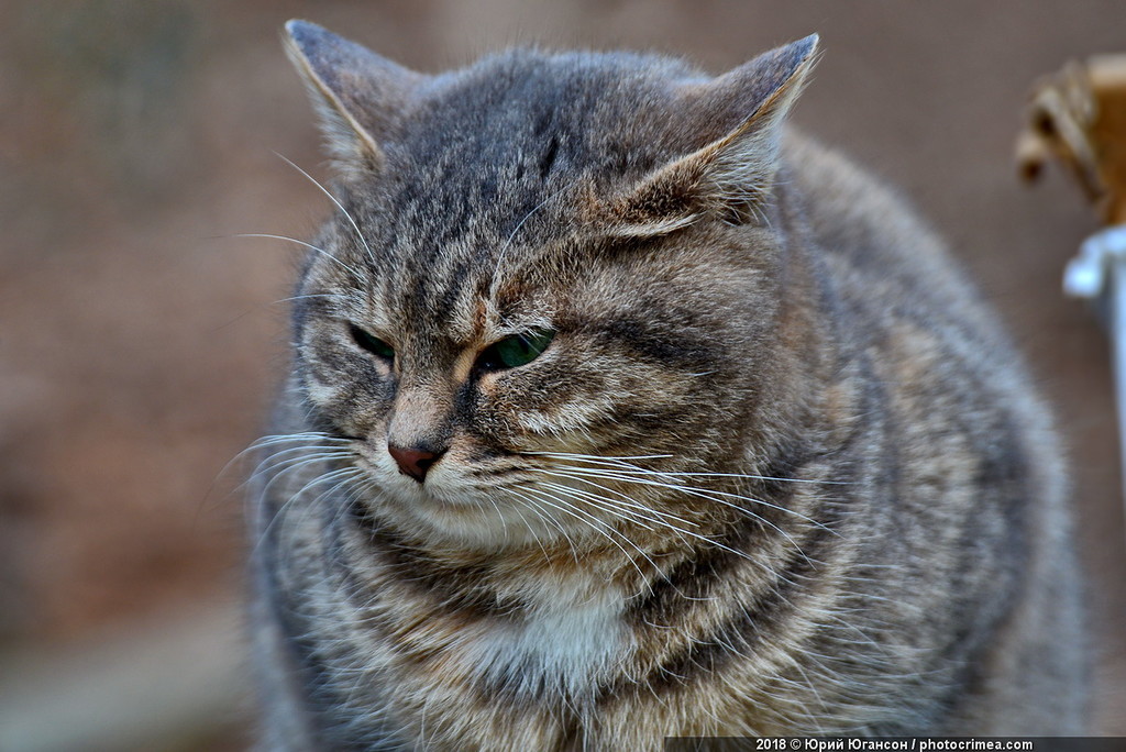 Cats of Crimea and Sevastopol - cat, Crimea, Sevastopol, , Not mine, Longpost