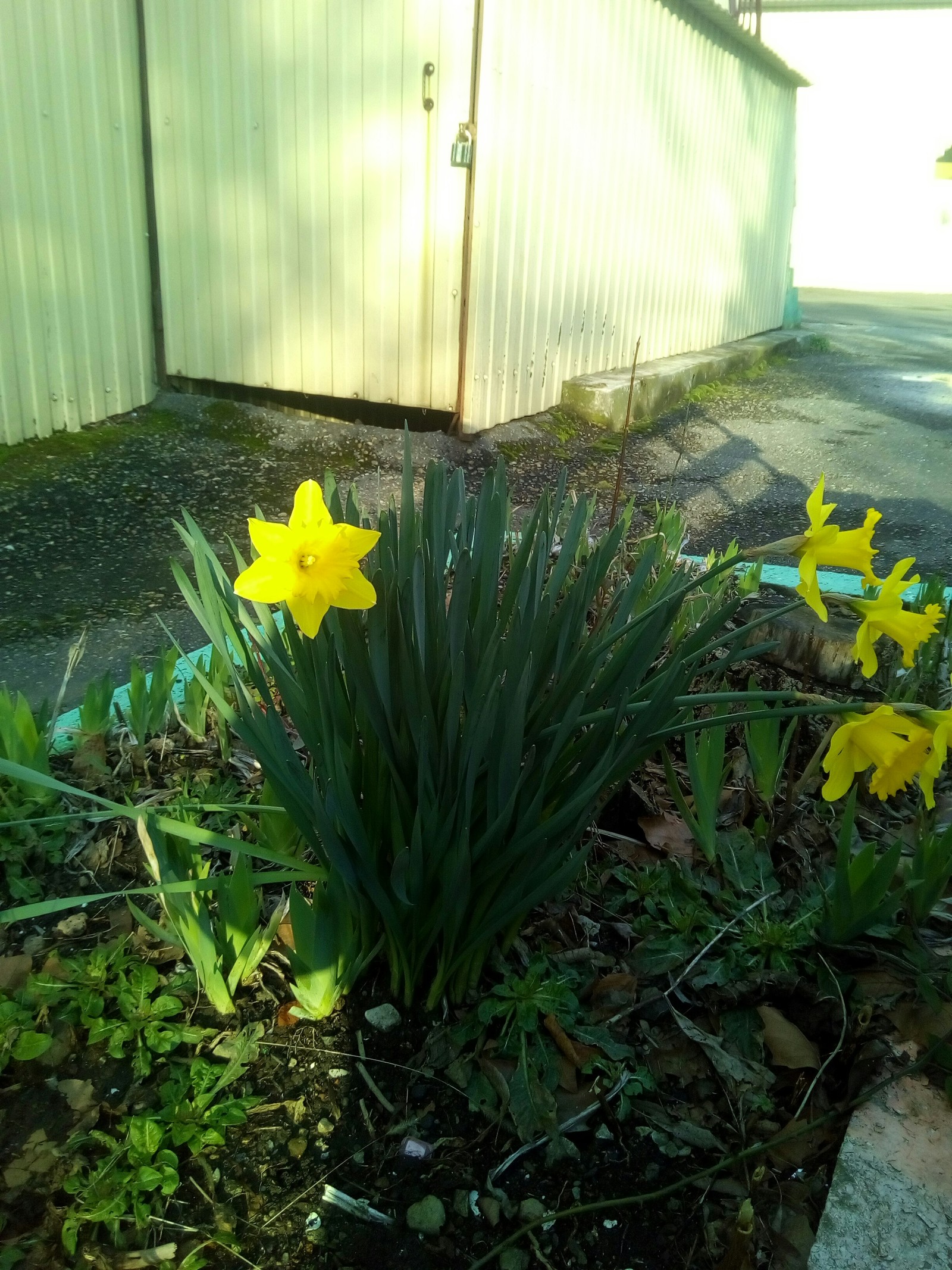 Some spring flowers in Tuapse - My, Spring, Flowers, Tuapse, Longpost