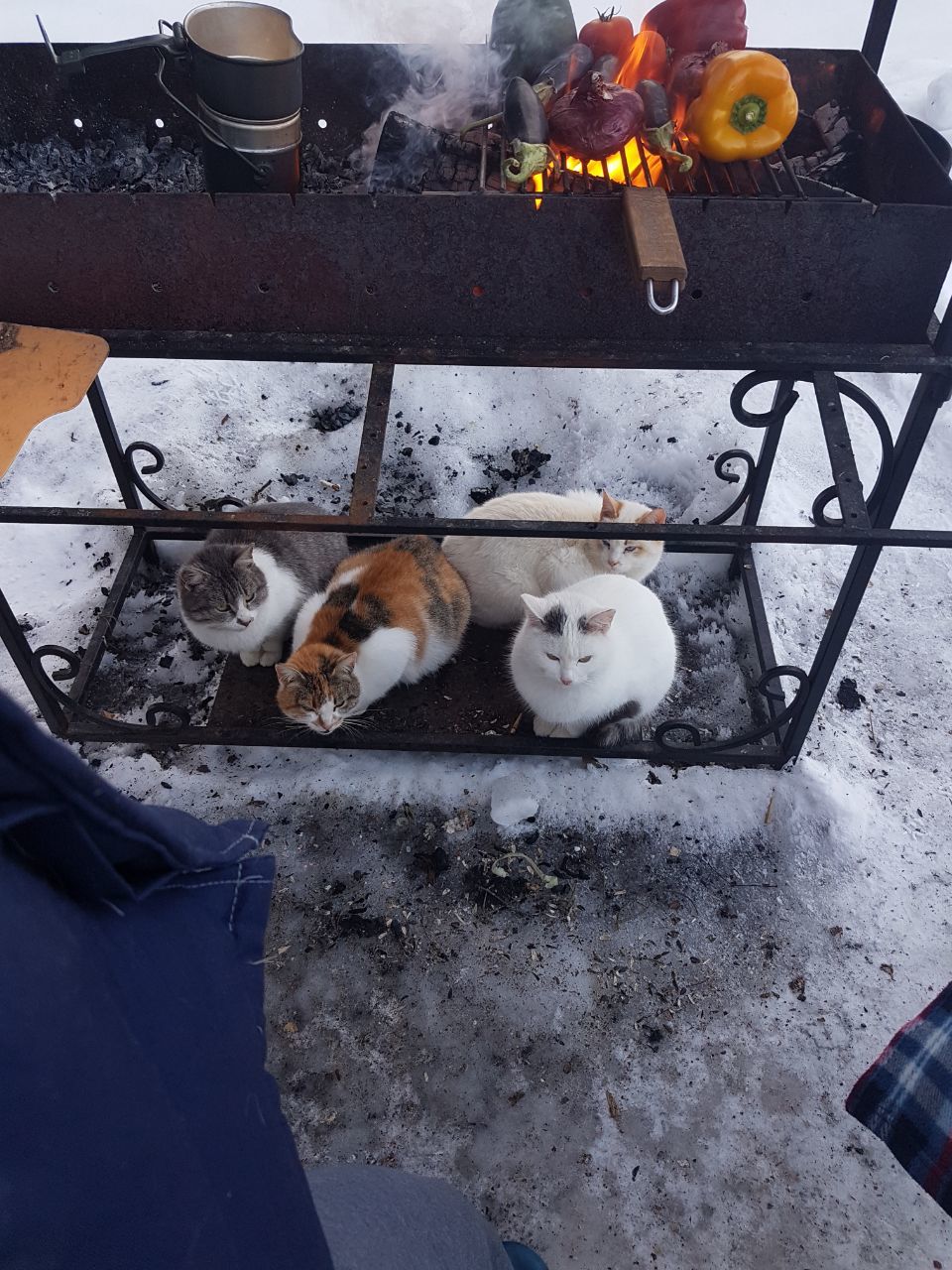 Cats) - My, cat, Cold, Brazier