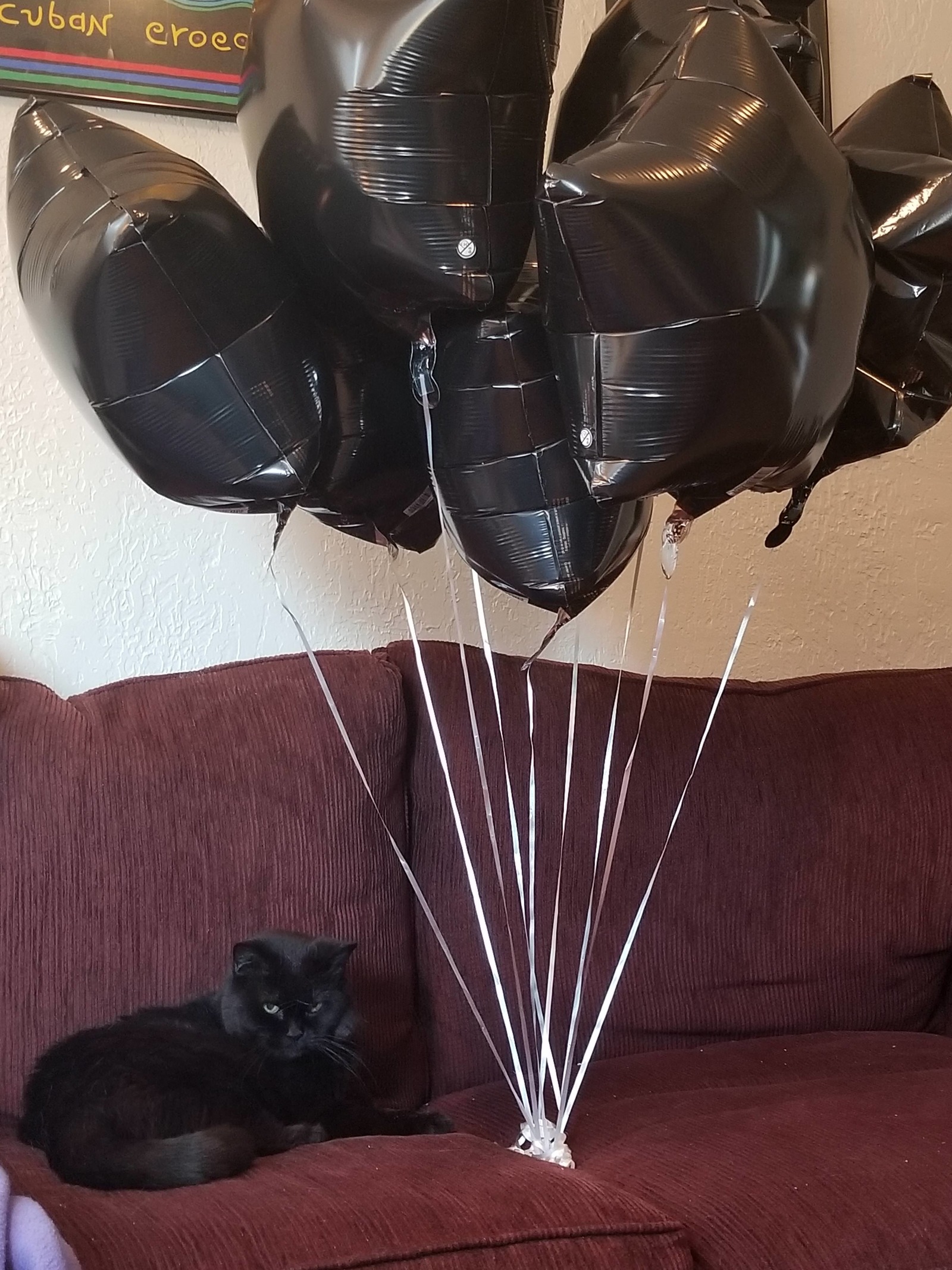 Our grumpy lady turned 19 so we got a little black cloud for her birthday. - cat, Catomafia, Animals, Pets, Clouds, Ball, Reddit