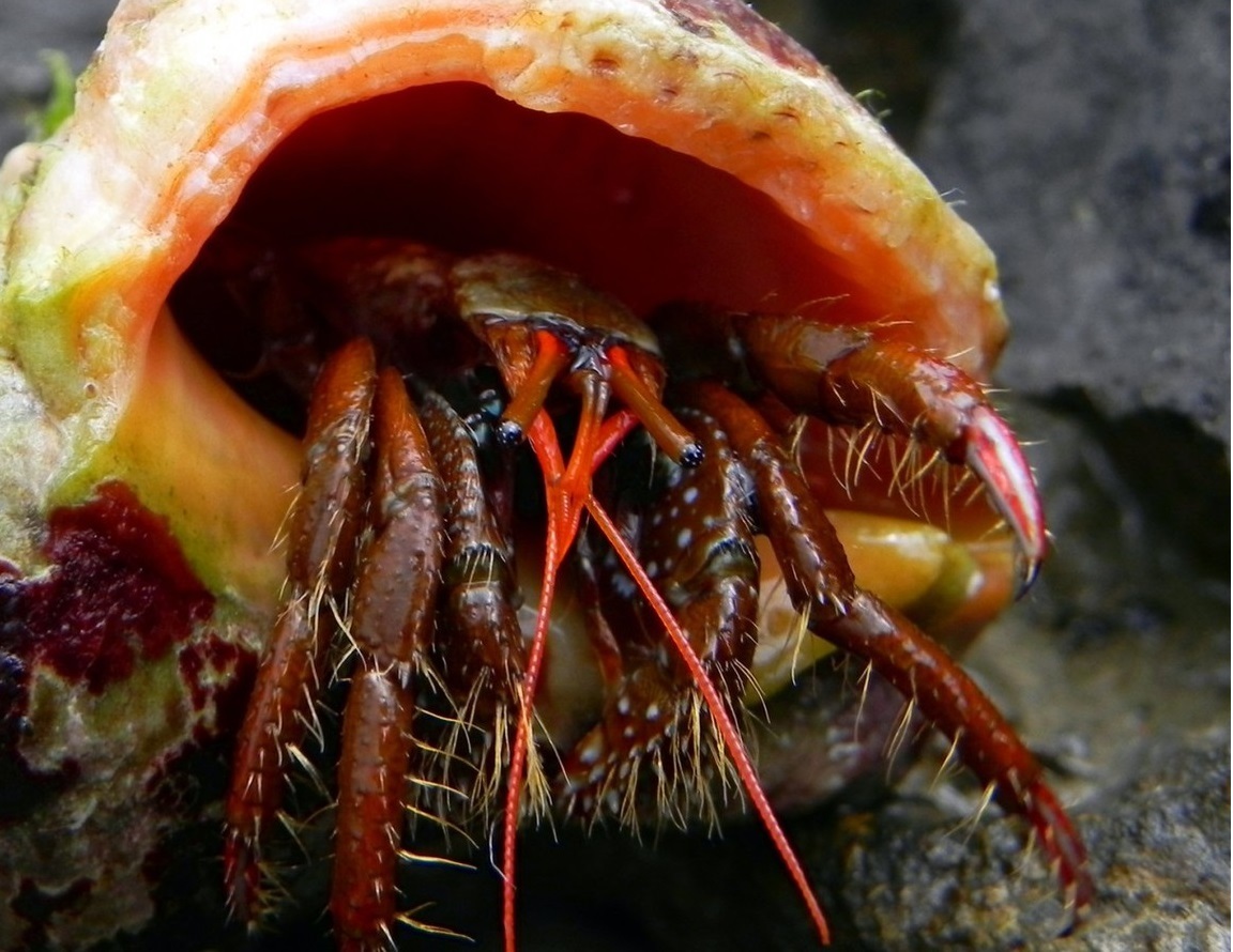 Rainbow crabs. - Rainbow crabs, Obrazovach, Longpost, Stress, Pain, Adaptation, GIF