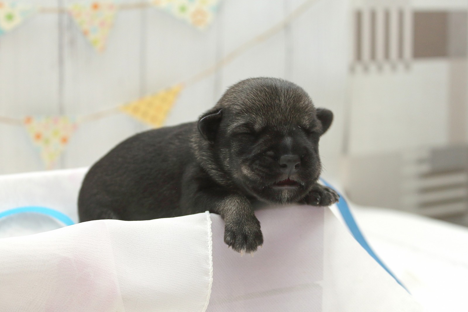 Mimimi-schnauzers 3-day - My, Puppies, Standard Schnauzer, Longpost, Dog