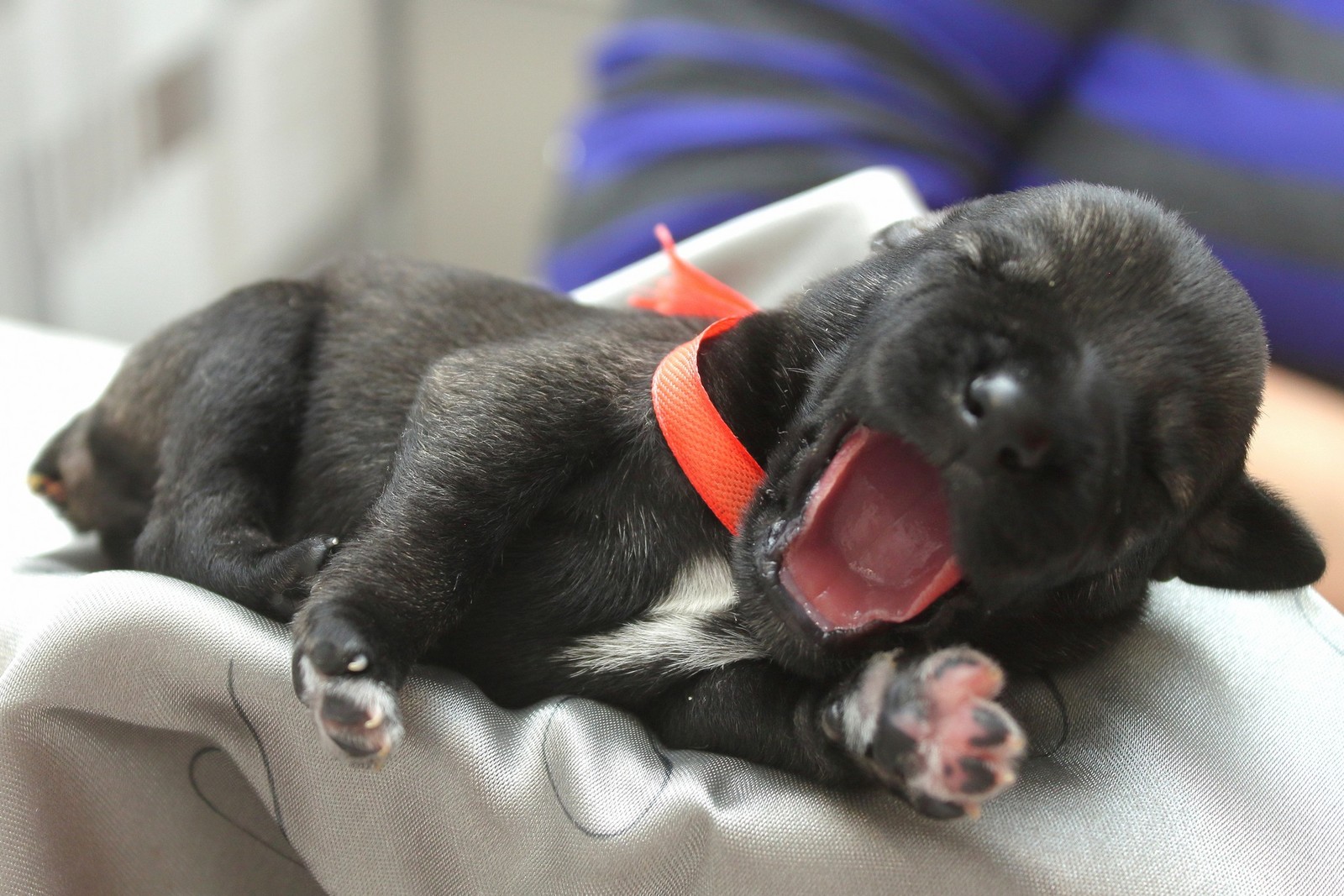 Mimimi-schnauzers 3-day - My, Puppies, Standard Schnauzer, Longpost, Dog