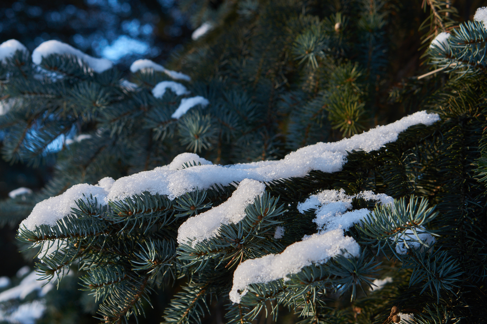 Winter fairy tale. - My, Sony, Sony a6000, Winter, The photo, Beginning photographer, I want criticism, Longpost