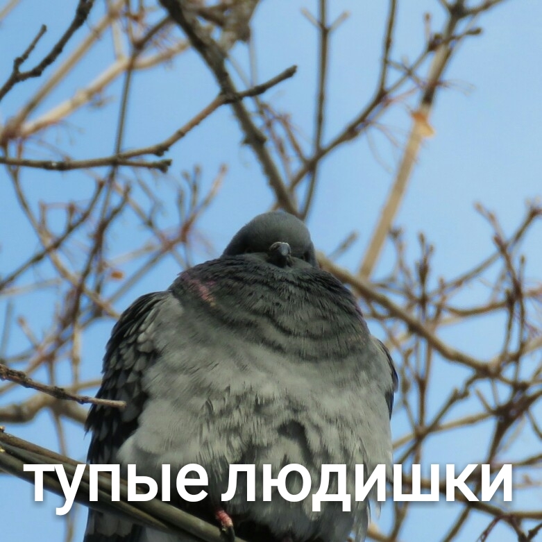 When you want to kill but you're just a bird - My, Pigeon, Hatred, The photo, Frame, Snapshot, Spring, Humor